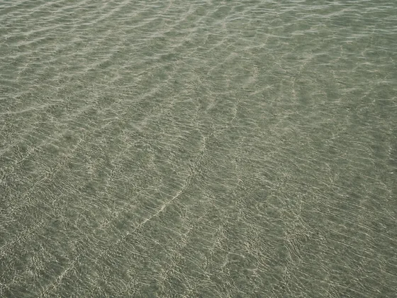 Superficie de agua somera y limosa, rizada por el viento, ocupando todo el encuadre.